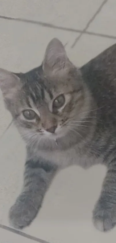 Adorable tabby cat lounging on a tiled floor wallpaper.