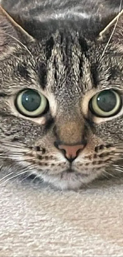 Close-up of a tabby cat lying on carpet with green eyes.