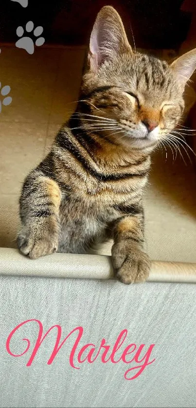 Playful tabby kitten smiling with paws on edge, sunlit background.