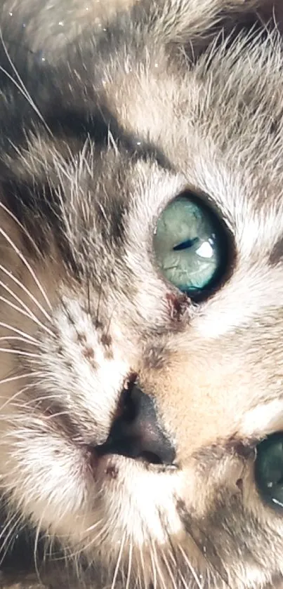 Adorable tabby kitten with green eyes lying down on a warm background.