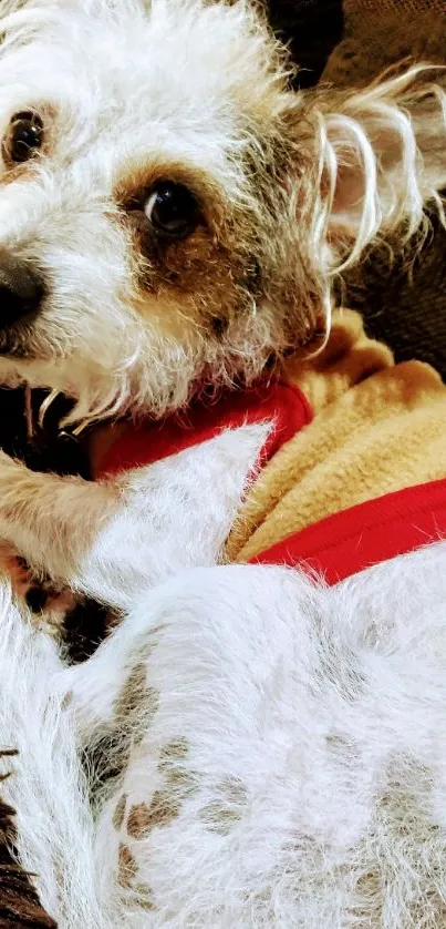 Adorable terrier dog resting on a couch.