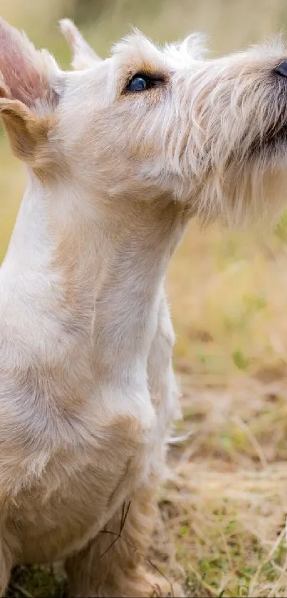 Adorable beige terrier dog looking up in nature.