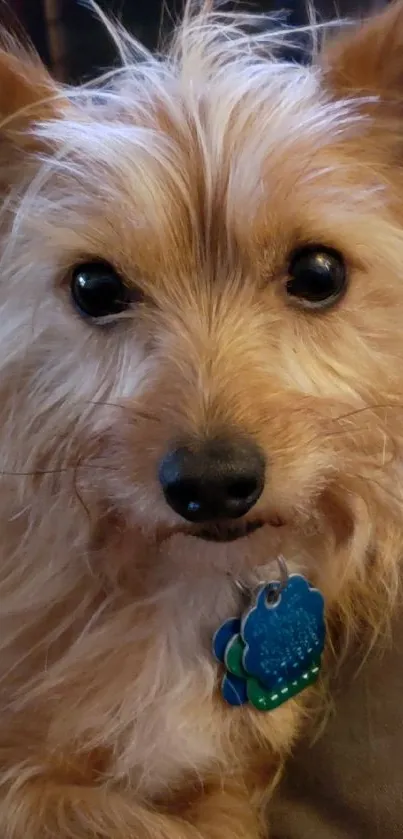 Close-up portrait of an adorable terrier puppy with warm fur tones.