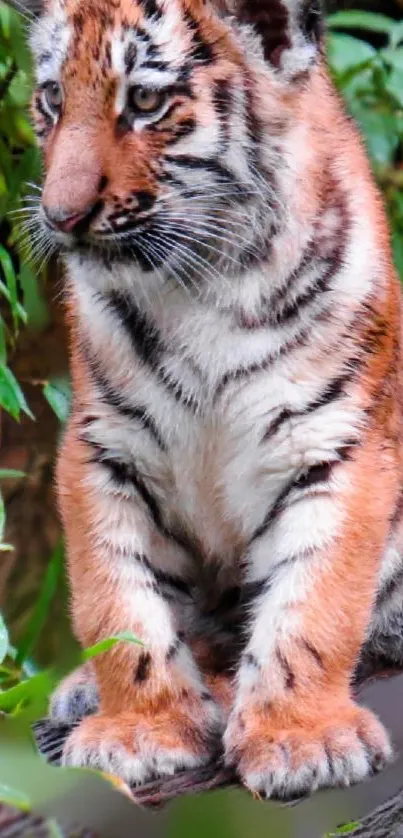 Cute tiger cub sitting in lush greenery.