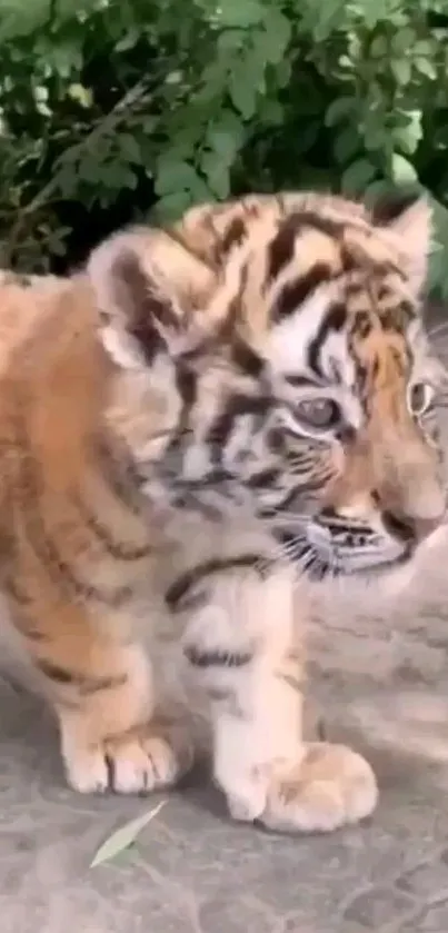 Adorable tiger cub standing on a stone path with green background.