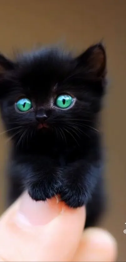 Tiny black kitten with green eyes on fingertip.