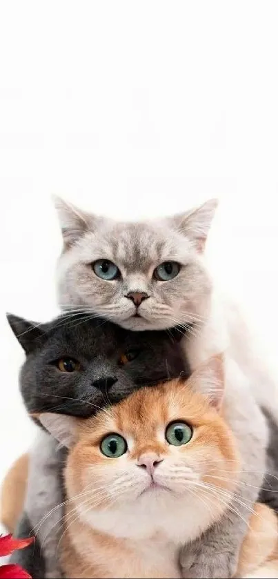 Three cute, stacked cats with white background.