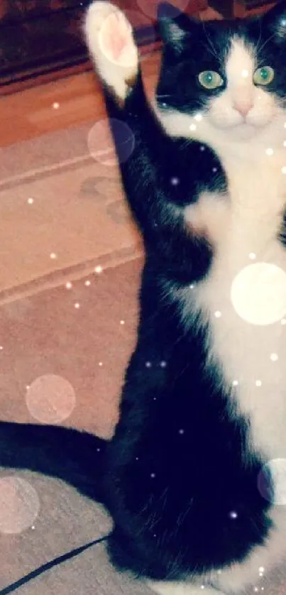 Tuxedo cat raising paw on a beige rug.