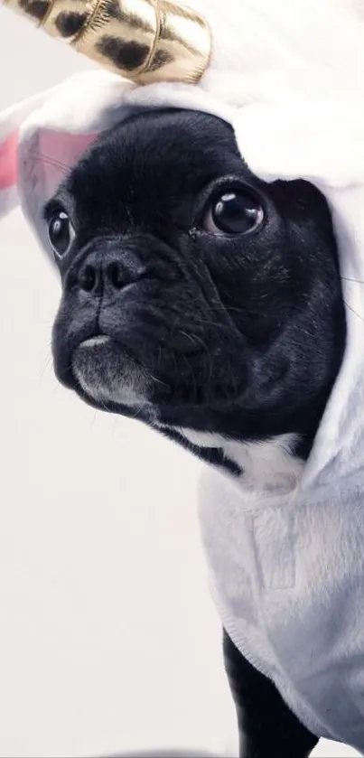 French Bulldog dressed as unicorn, against plain background.