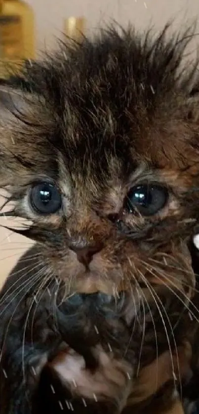 Adorable wet kitten sitting in a bathtub.