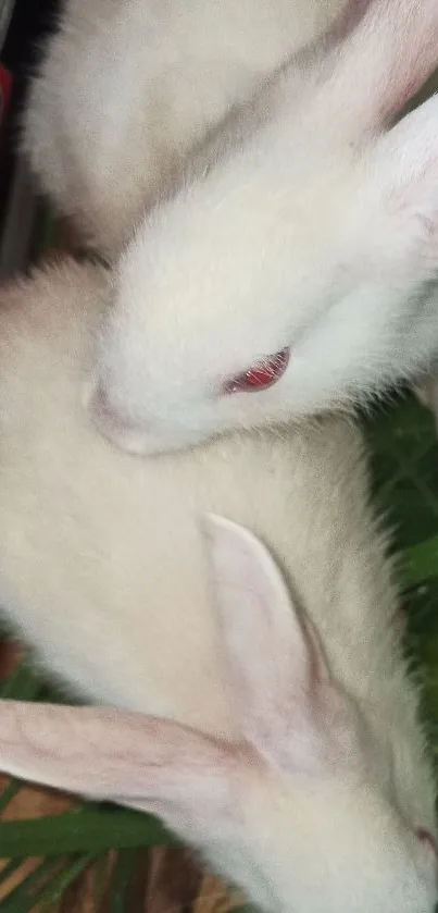 Adorable white bunnies with pink eyes on green grass.