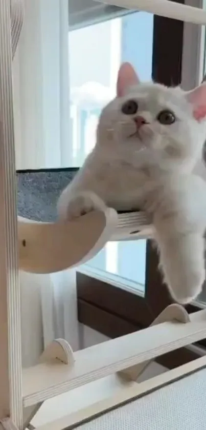 Adorable white cat on a wooden hammock by a window.