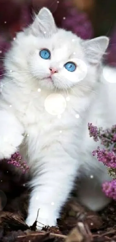 Fluffy white cat with blue eyes among purple flowers.