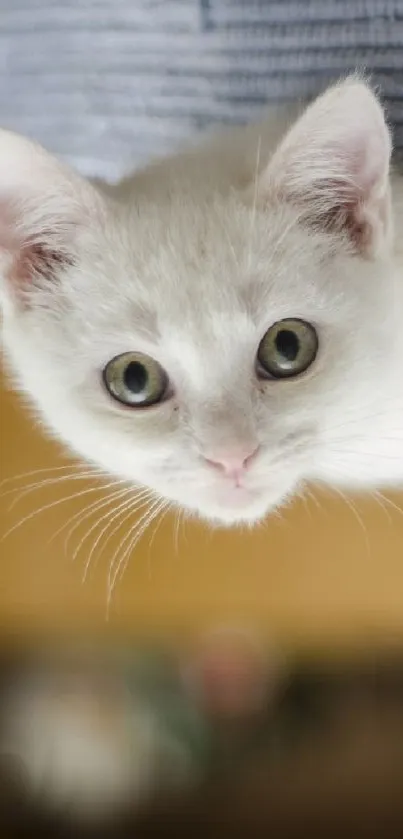 Adorable white cat in cozy home setting, perfect for mobile wallpaper.