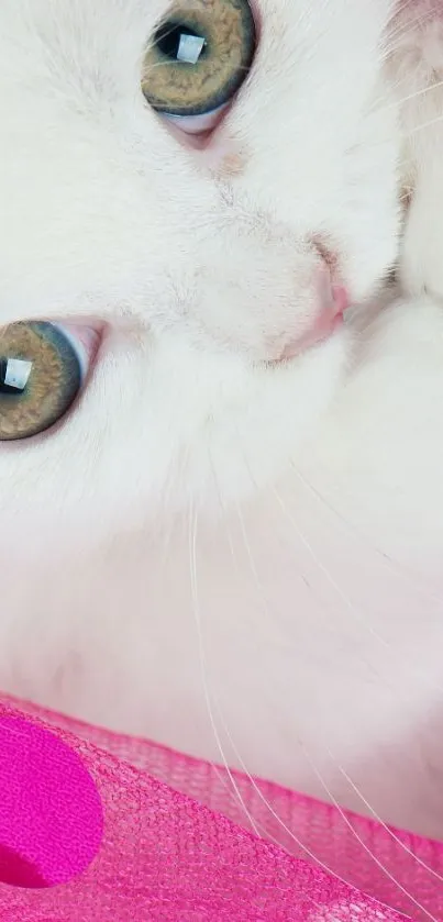 A cute white cat with green eyes wrapped in pink fabric.