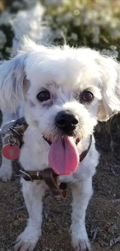 Fluffy white dog with tongue out in nature, perfect for mobile wallpaper.