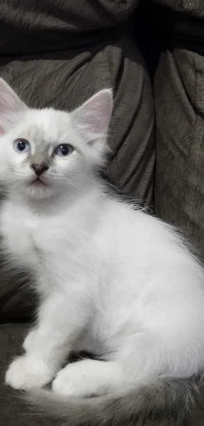 Adorable white kitten with blue eyes sitting on a dark gray couch.