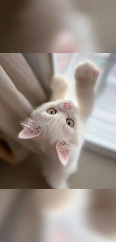 Adorable white kitten reaching up by a window, perfect for mobile wallpaper.