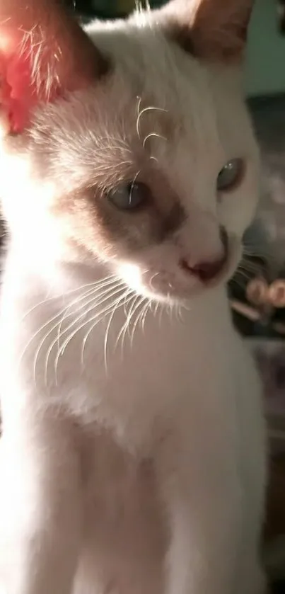 Adorable white kitten sitting in soft lighting, ideal for phone wallpaper.