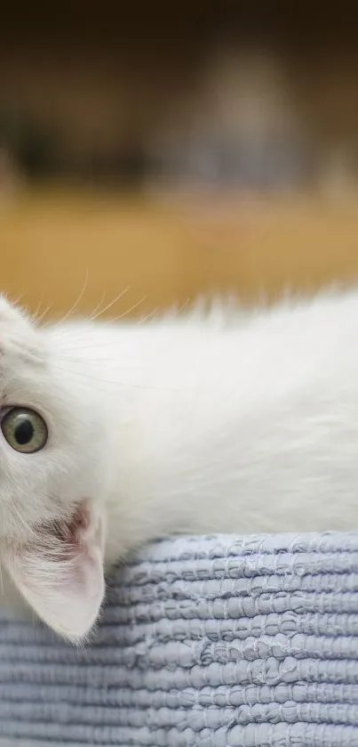 Adorable white kitten in a cozy basket.