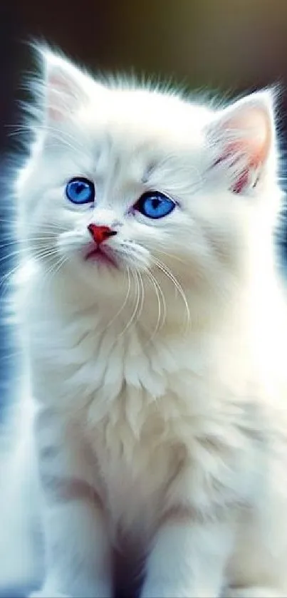 A fluffy white kitten with blue eyes posing adorably.