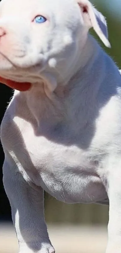 Adorable white puppy with blue eyes in sunlight.