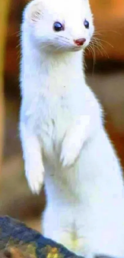 Adorable white stoat standing in nature.