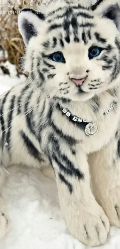 Adorable white tiger cub sitting in snow with striking blue eyes.