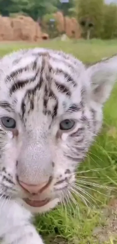 Close-up of a white tiger cub on green grass.