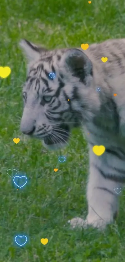 White tiger cub with colorful hearts on grass background.