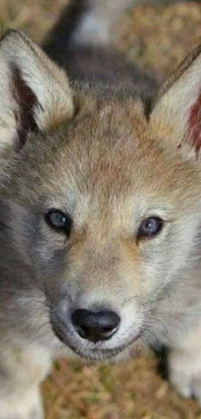 Cute wolf pup lying on grass with an adorable expression.