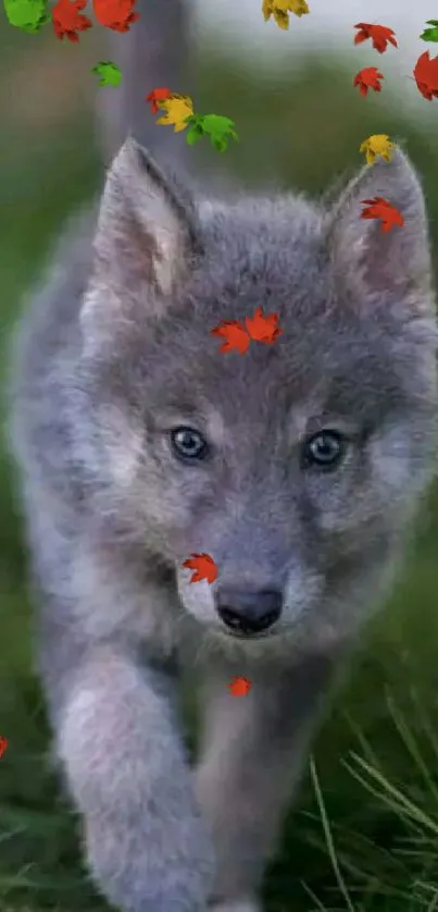 Young wolf pup walking on grass in a serene natural setting.