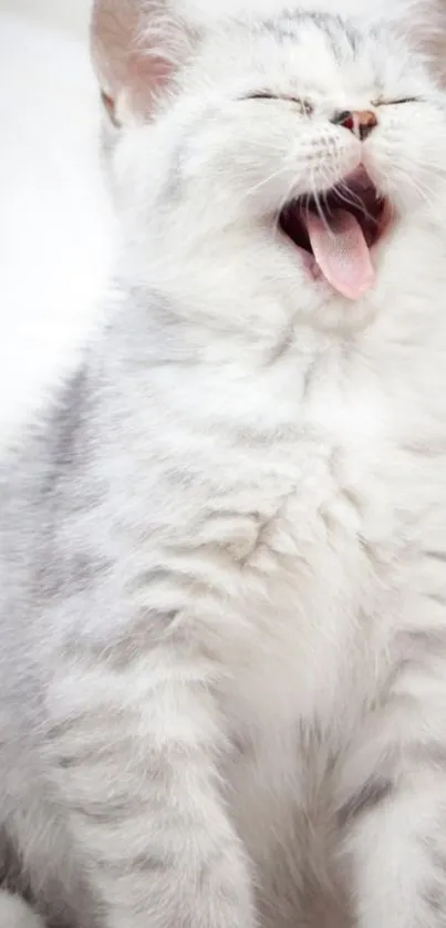 Adorable fluffy kitten yawning with eyes closed, showcasing its pink tongue.