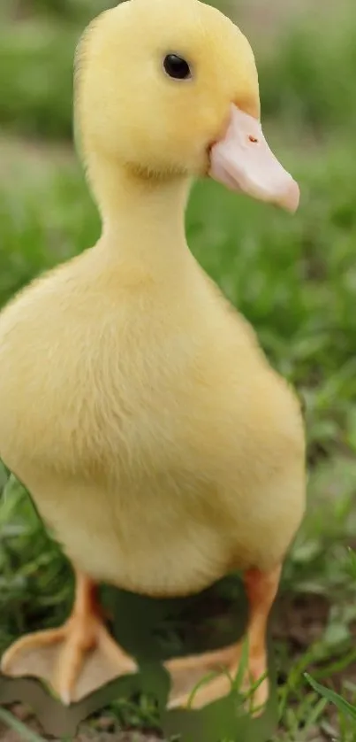 Adorable duckling standing on lush grass.