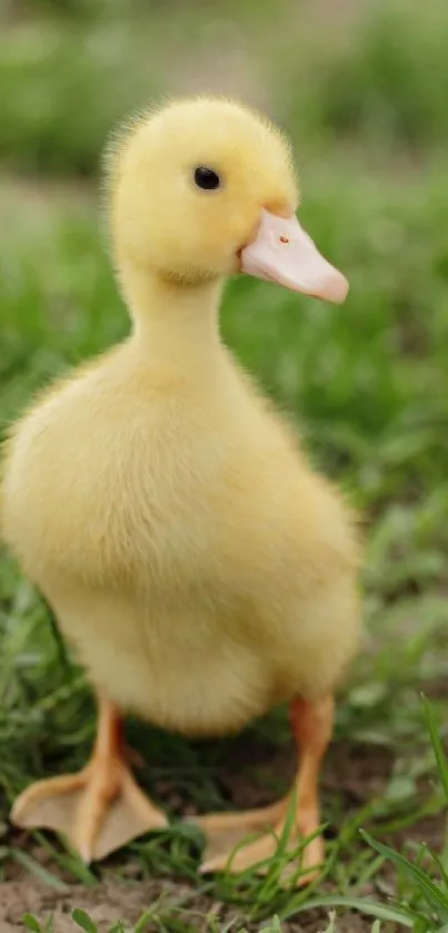 Cute yellow duckling standing on green grass.