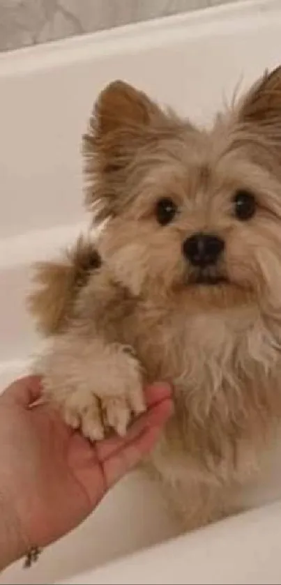 Cute Yorkshire Terrier in bath setting, playful and fluffy.