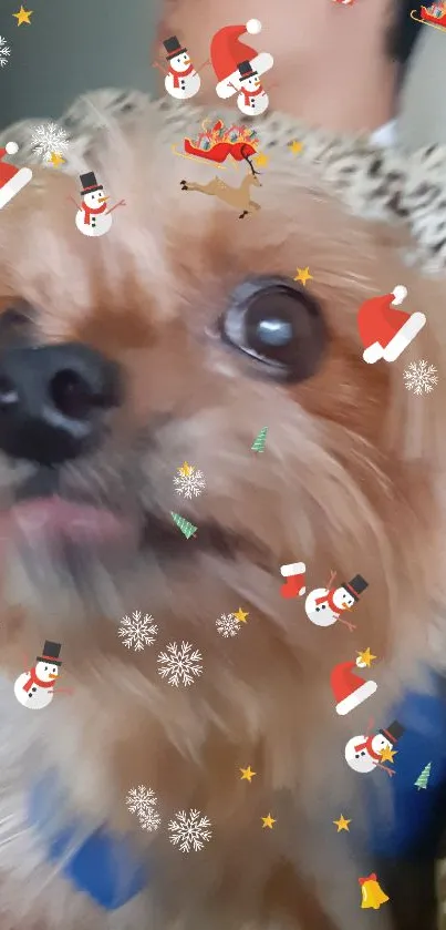 Cute Yorkshire Terrier close-up with a sleepy expression on a cozy backdrop.