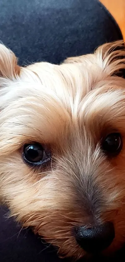 Adorable Yorkie puppy with fluffy fur and dark eyes on a cozy surface.