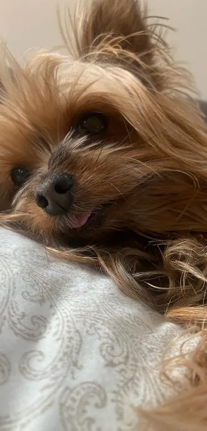 Cute Yorkshire Terrier relaxing on a pillow.