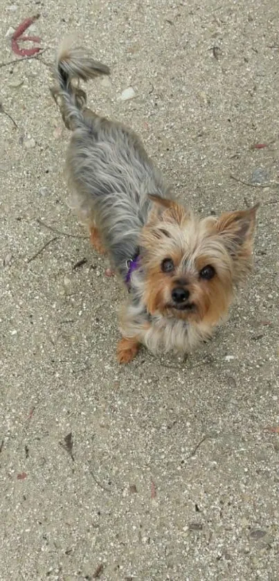 Cute Yorkshire Terrier standing on textured outdoor path.