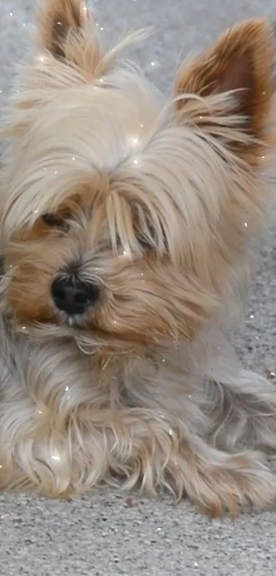 Adorable Yorkshire Terrier lying on gray surface, fluffy and cute.