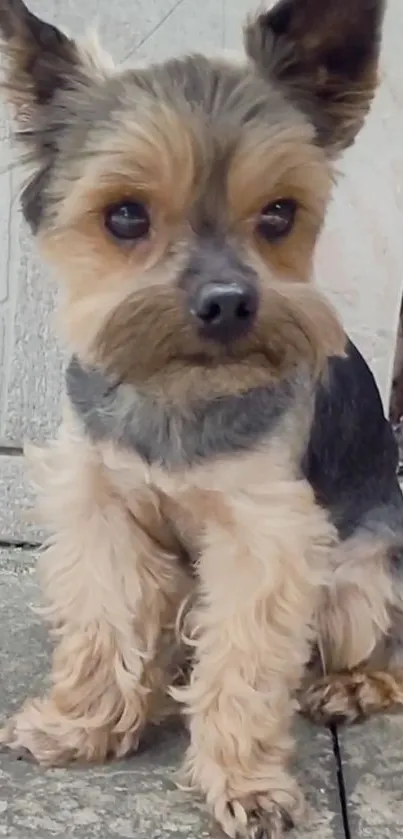 Adorable Yorkshire Terrier sitting on stone tiles.