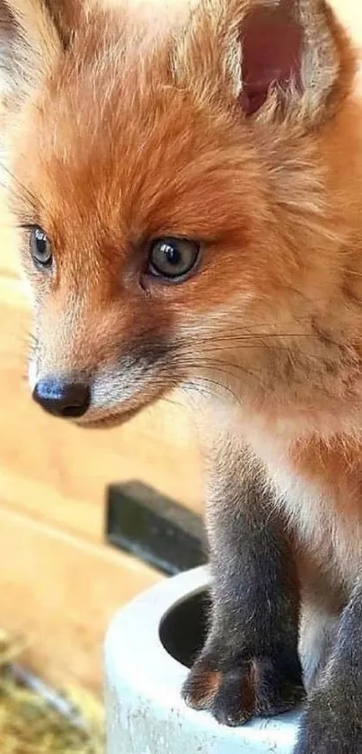 Cute young fox cub with orange fur sitting.