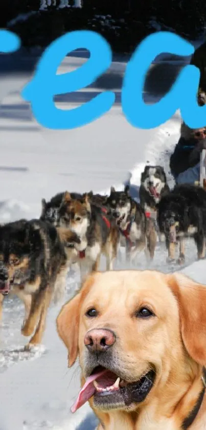 Dog sled team with Labrador leading in snowy landscape.