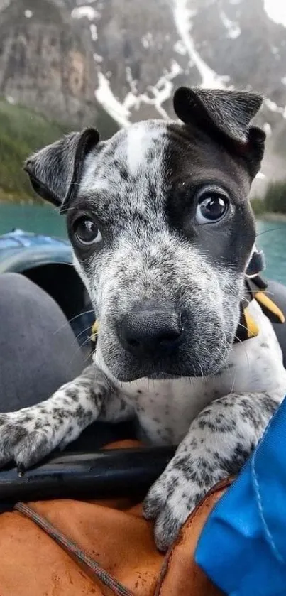 Cute puppy in a kayak with mountains in the background.