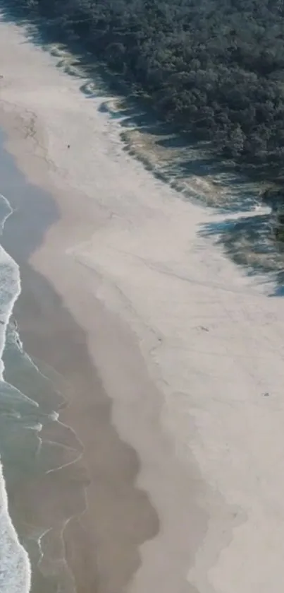 Aerial view of a serene beach and lush forest for mobile wallpaper.