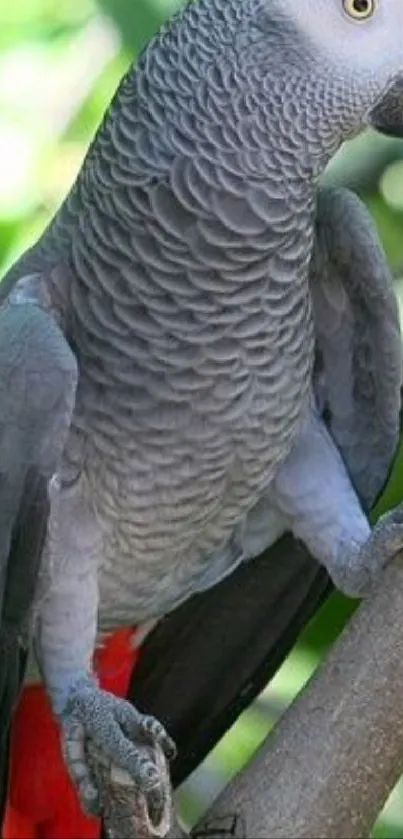 African Grey Bird Botany Live Wallpaper