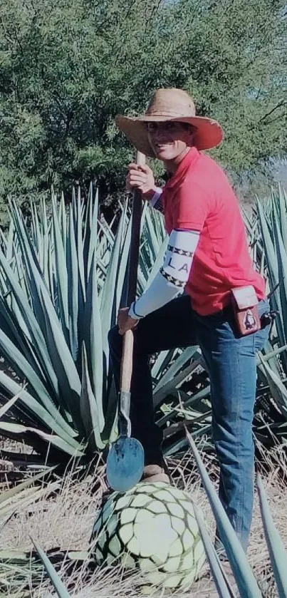 Farmer standing in lush agave field during harvest.