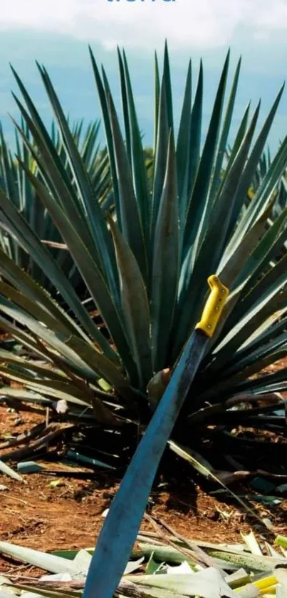 Vibrant agave fields with knife in foreground.