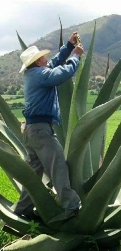 Worker harvesting agave on large plant with mountains in background.